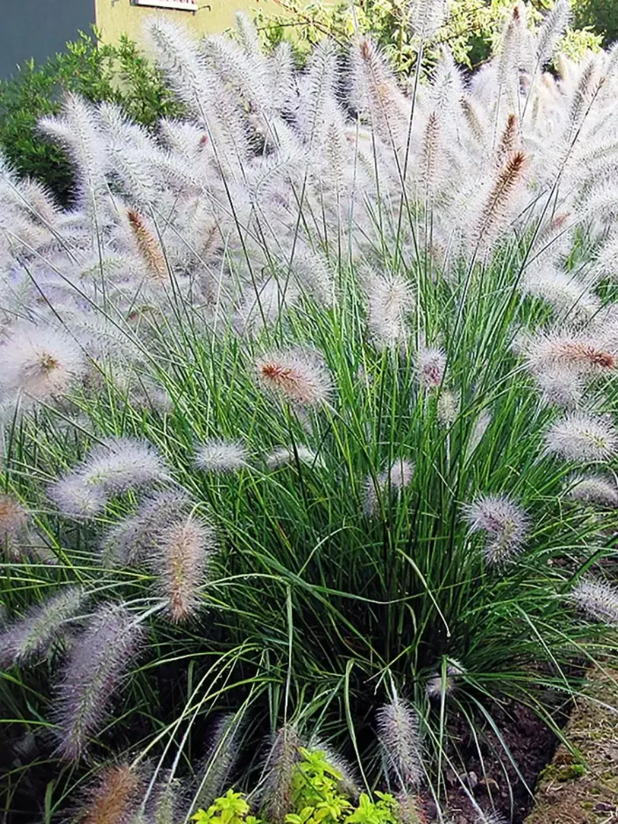 Пеннисетум лисохвостый Foxtrot