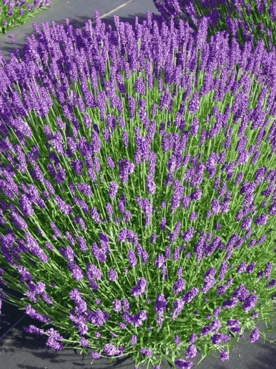 Лаванда узколистная Hidcote Compact Лаванда узколистная Hidcote Compact