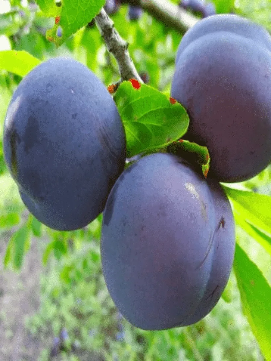 Слива домашняя Этюд Слива домашняя Этюд