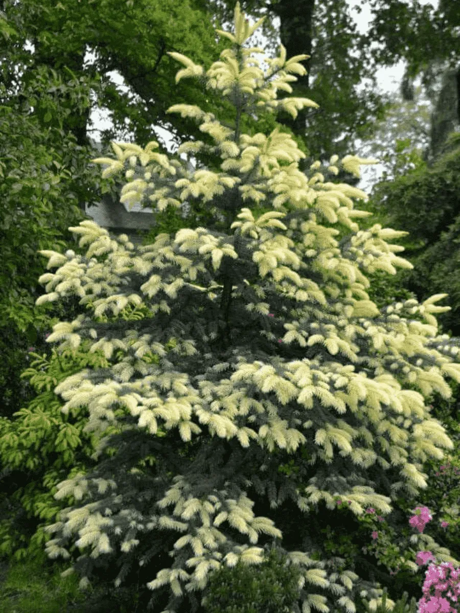 Ель колючая Jan Byczkowski Ель колючая Jan Byczkowski