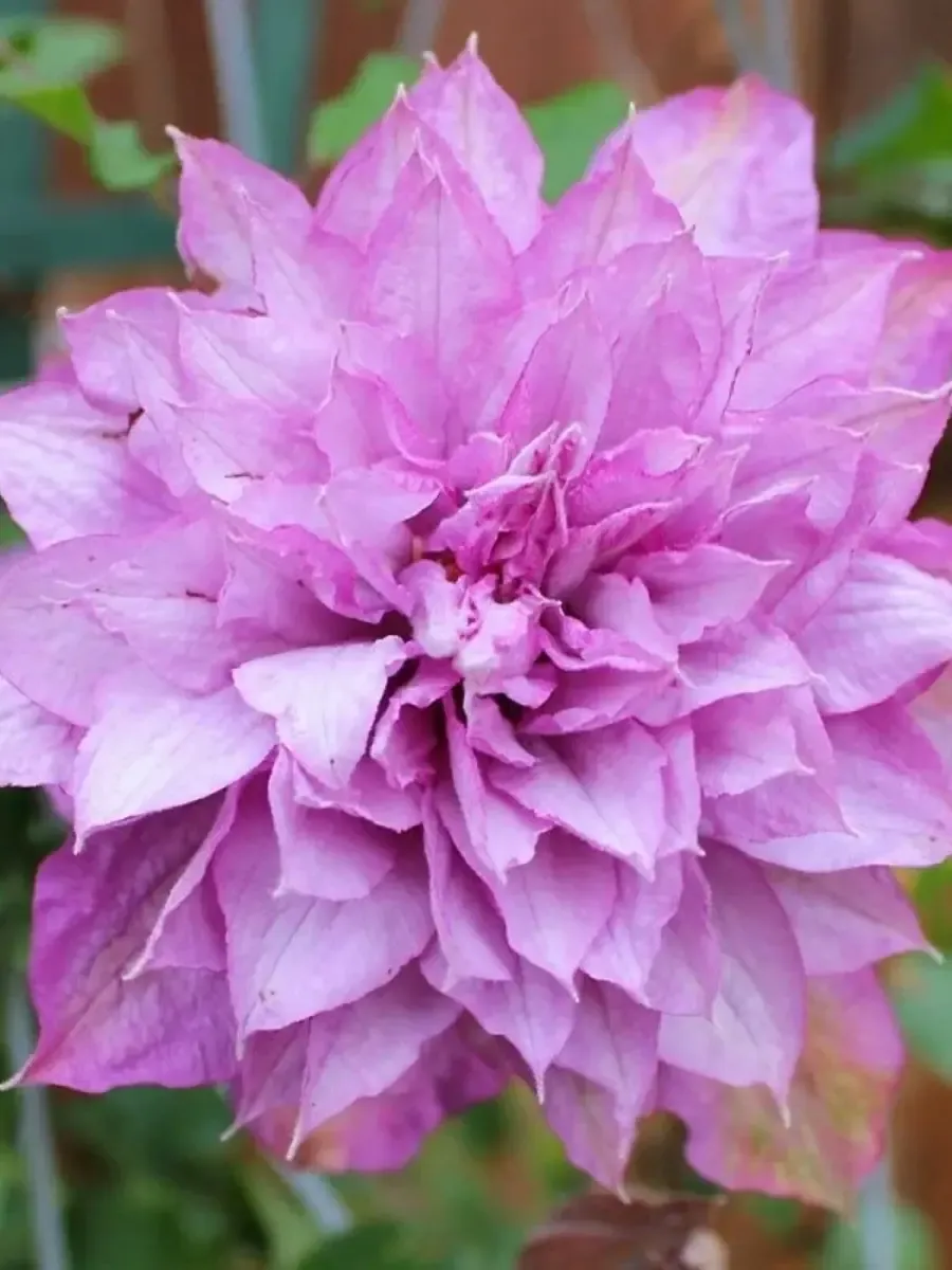 Клематис гибридный Proteus