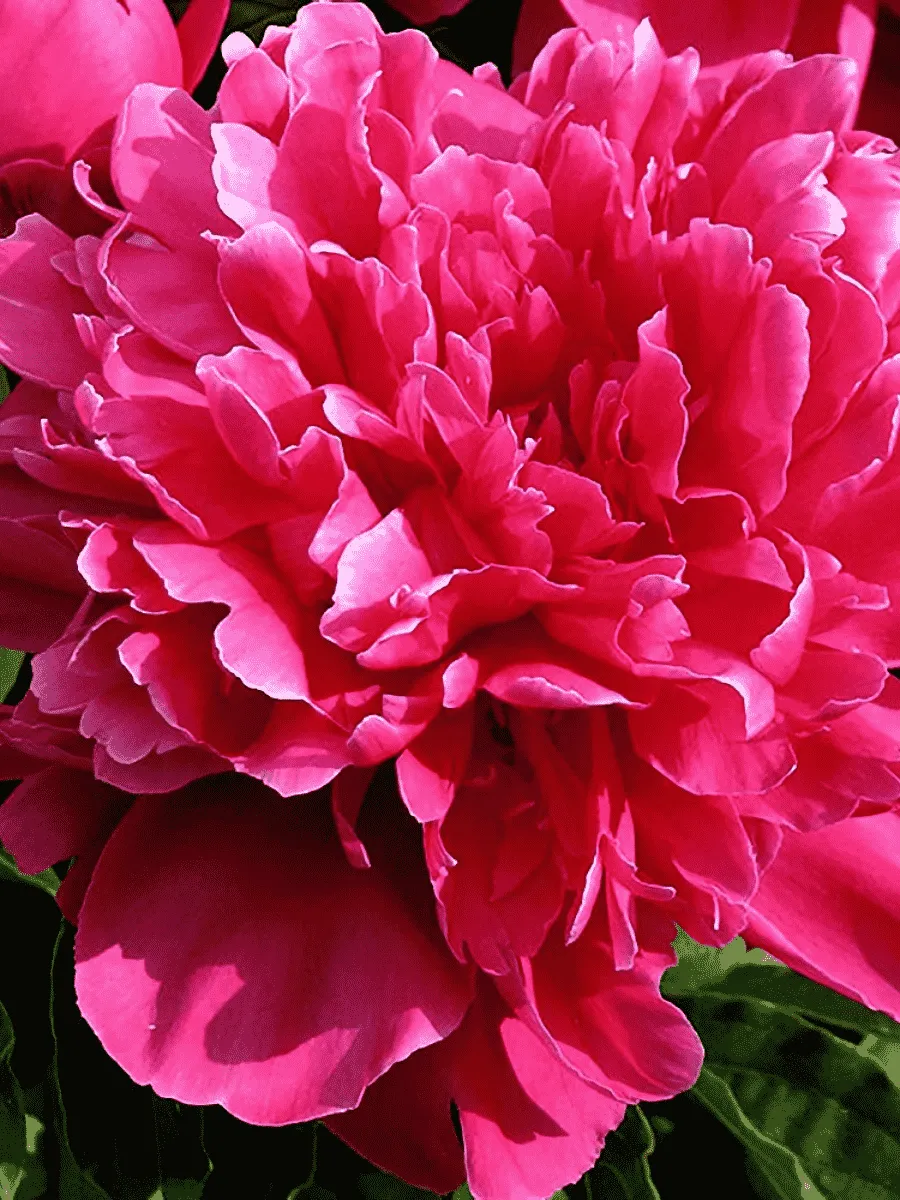 Пион Молочноцветковый Victoire de la Marne