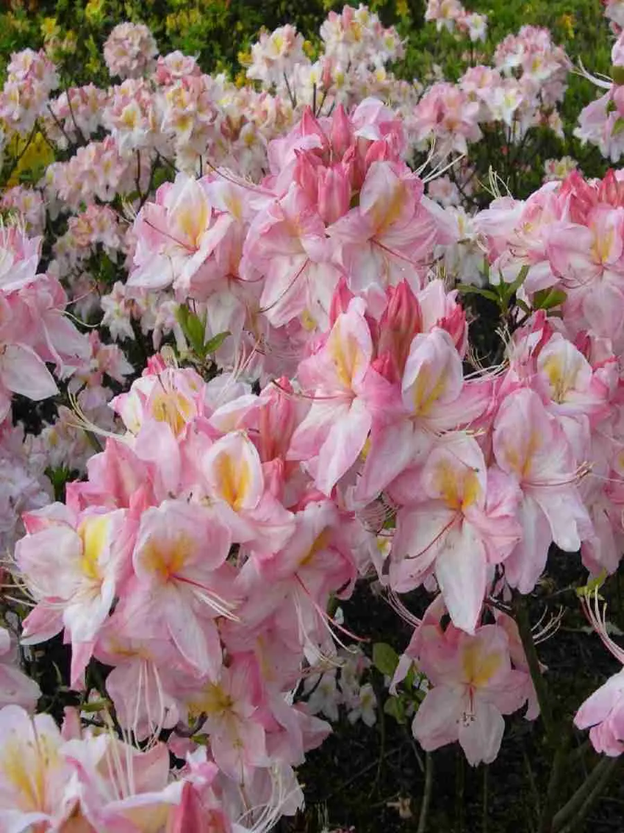 Азалия крупноцветковая Satomi Азалия крупноцветковая Satomi