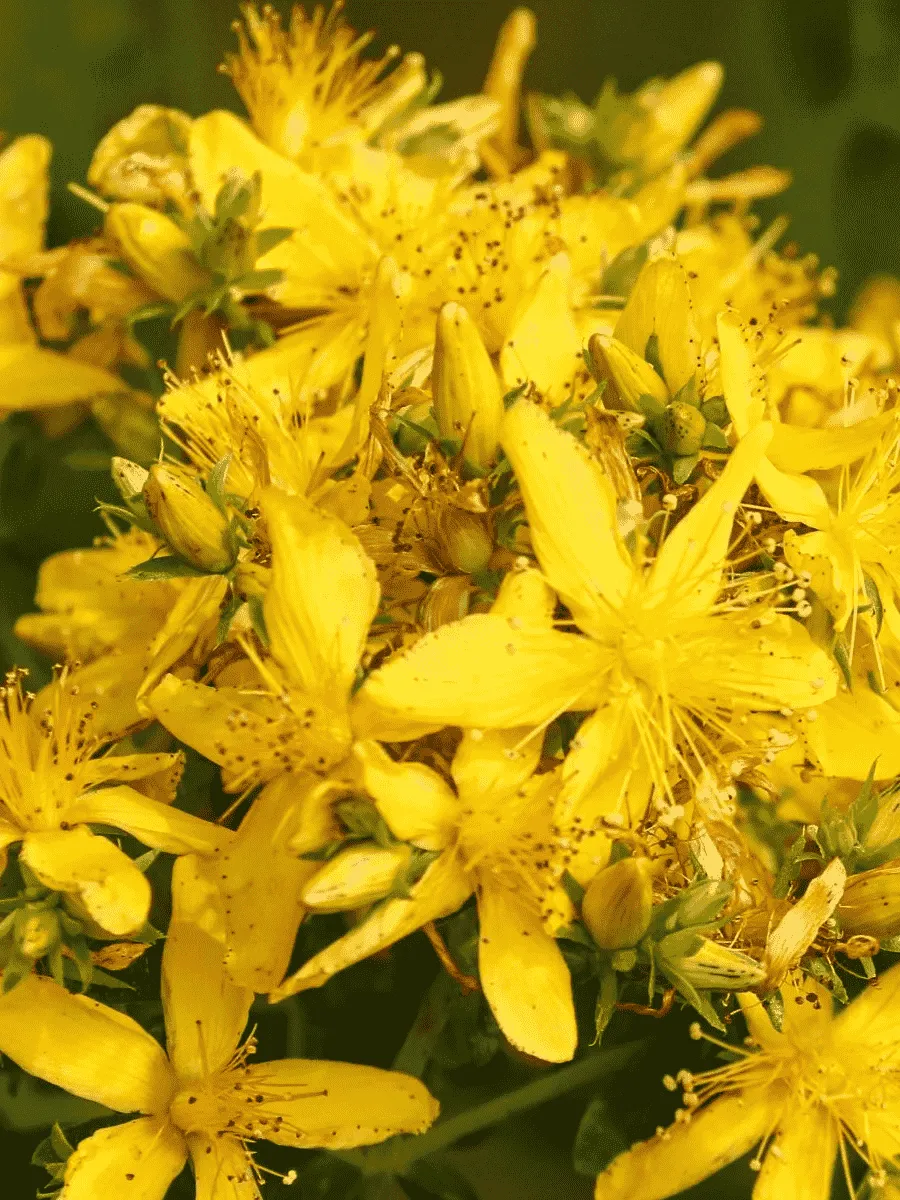 Зверобой Зверобой