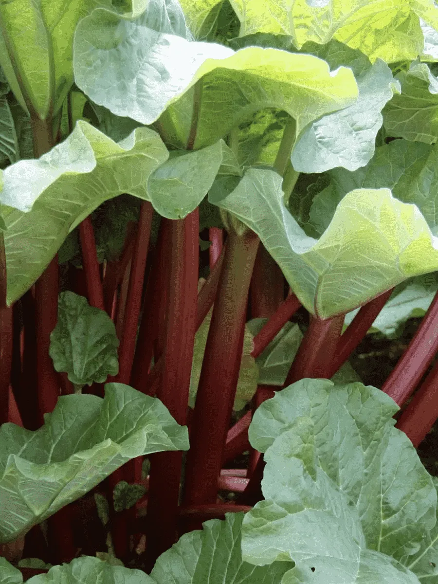 Ревень Vinebar Ревень Vinebar