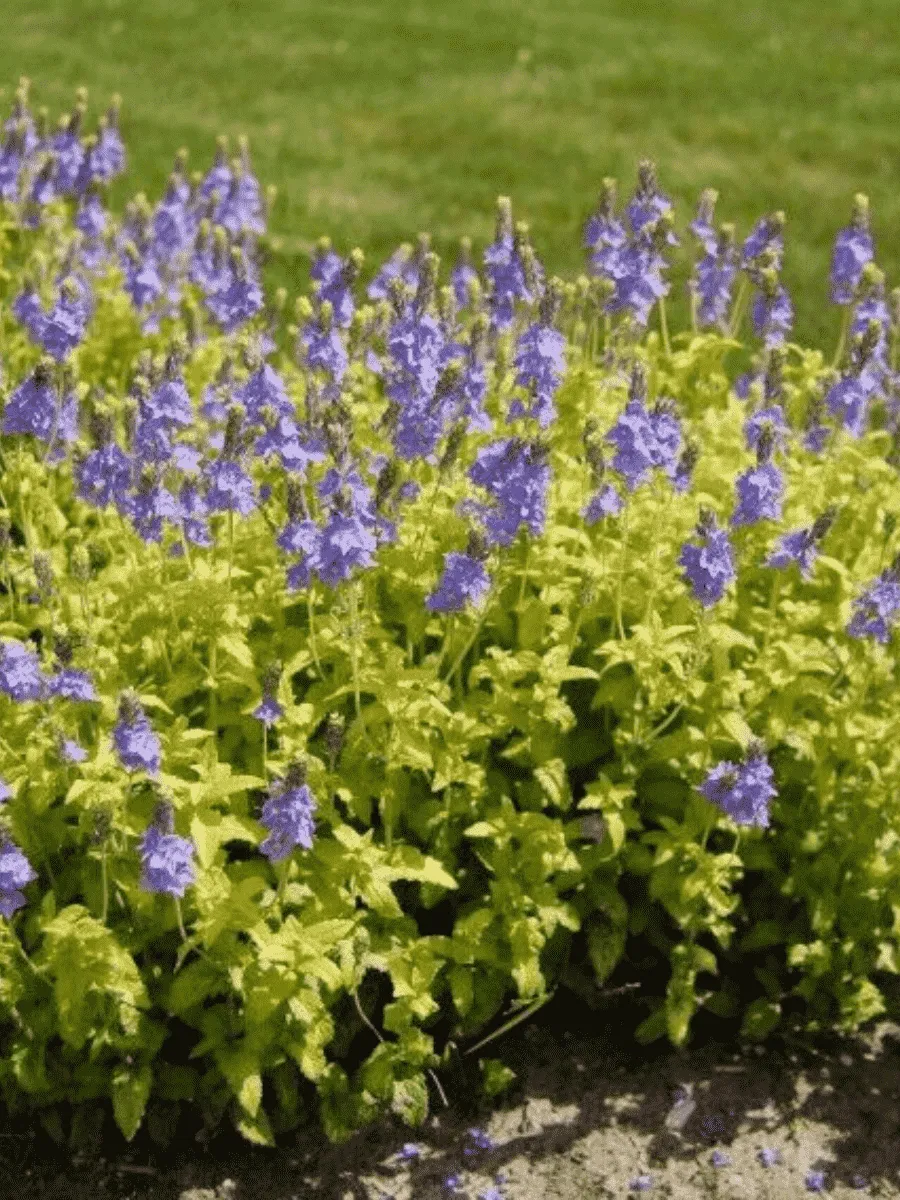 Вероника простёртая Aztec Gold