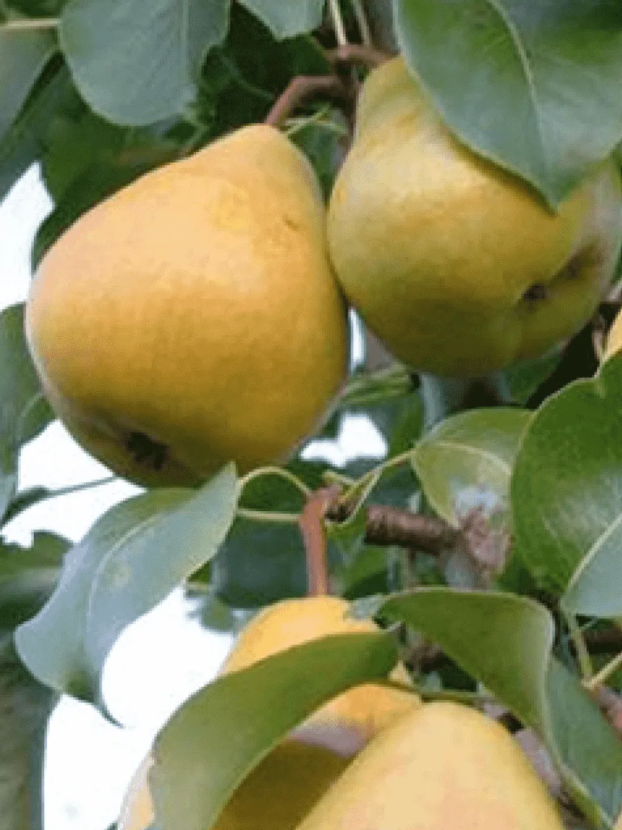 Груша Кафедральная Груша Кафедральная