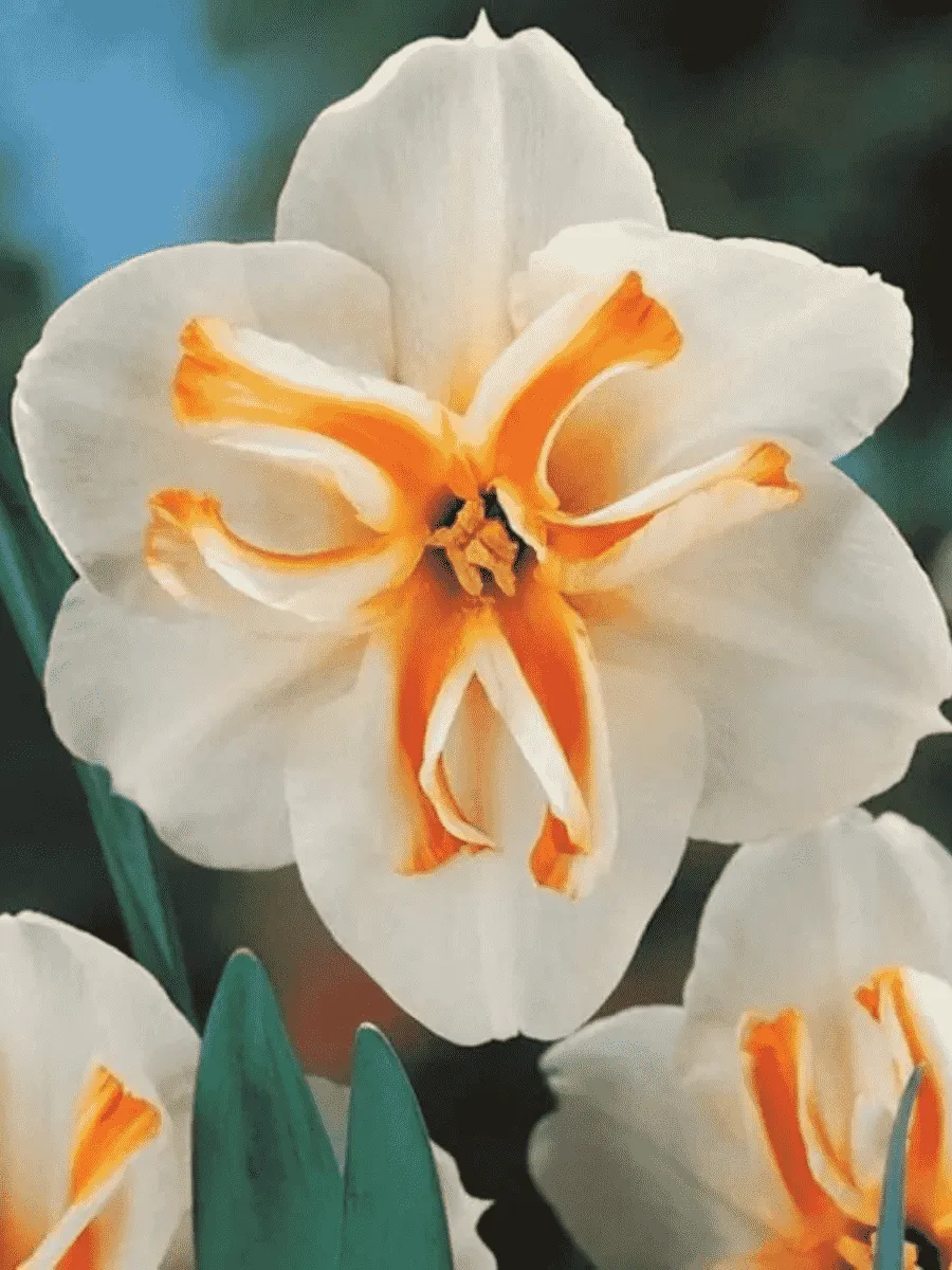 Нарцисс Delta