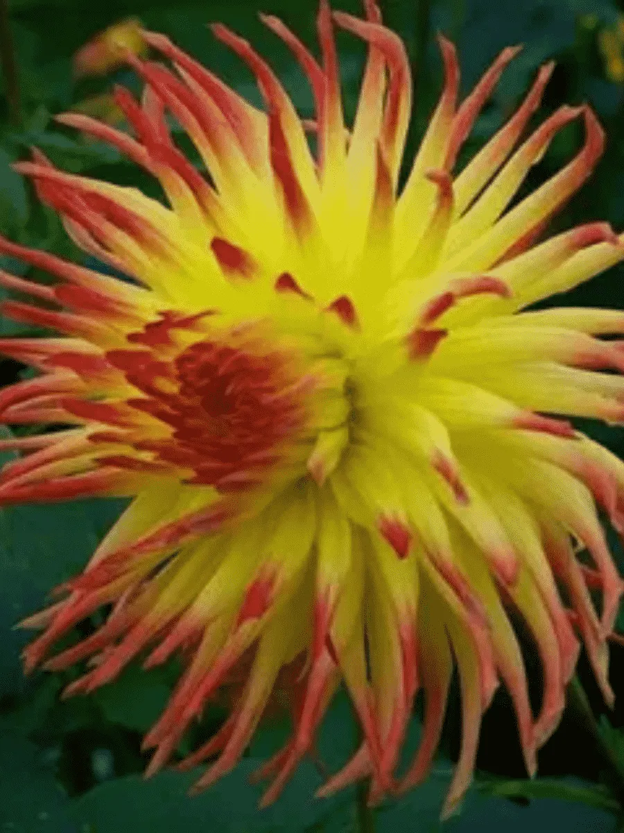 Георгина Jessica