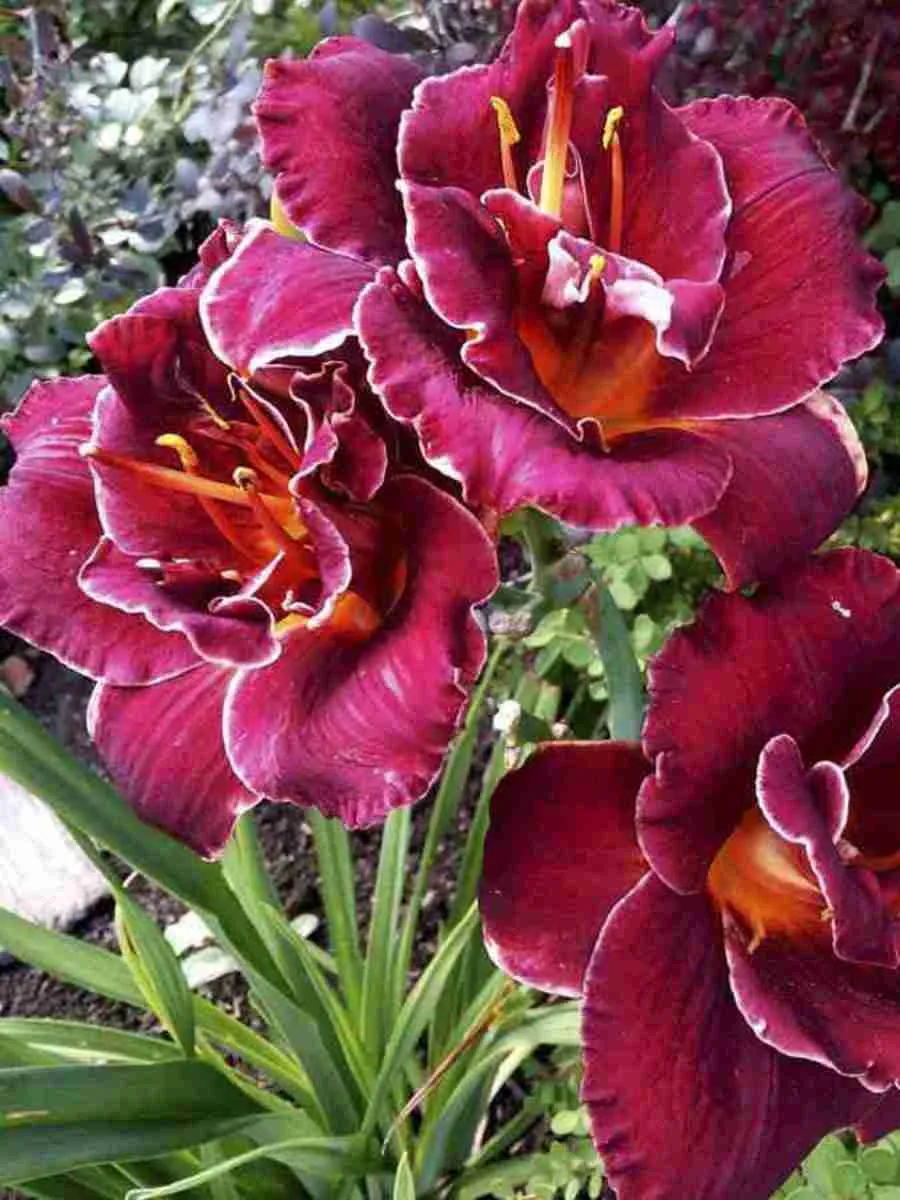 Лилейник Night Embers