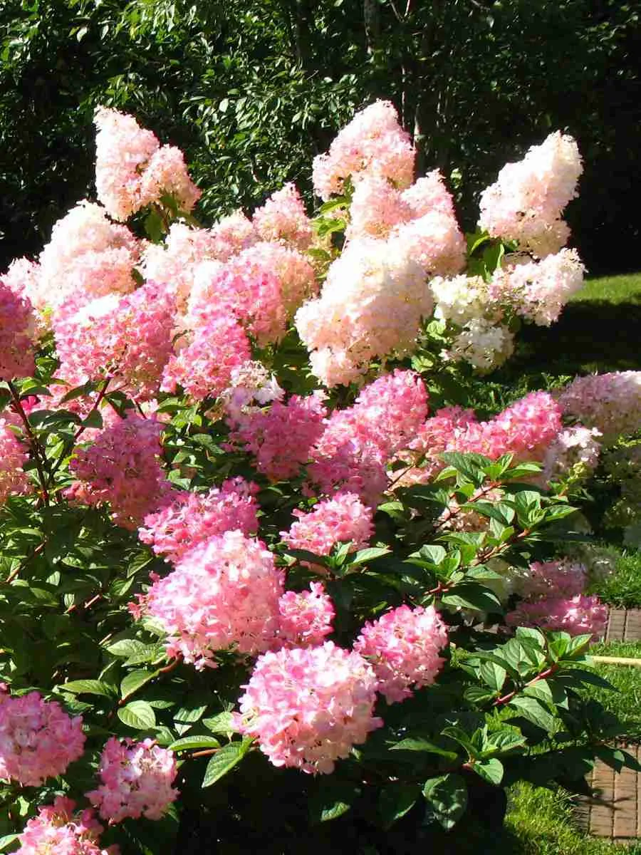 Гортензия метельчатая  Touch of Pink