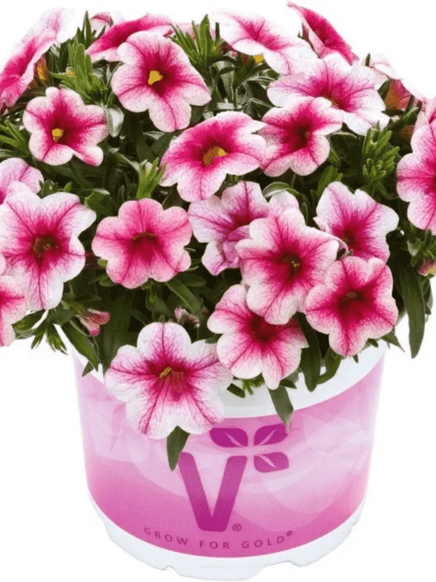 Калибрахоа Calipetite Pink Vein
