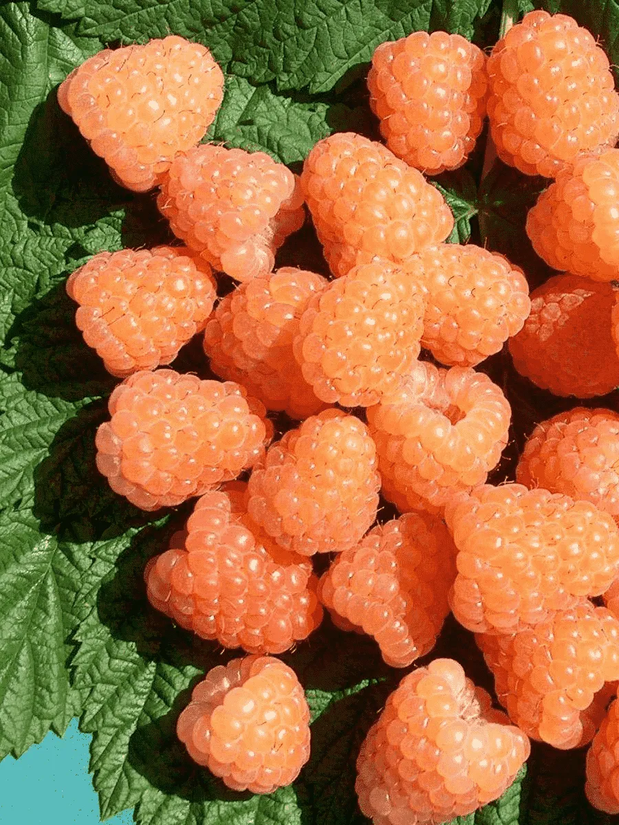 Малина Валентина Малина Валентина