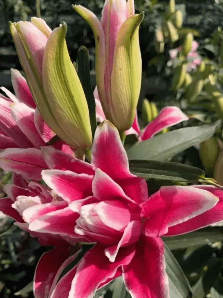 Лилия Roselily Tatsjana