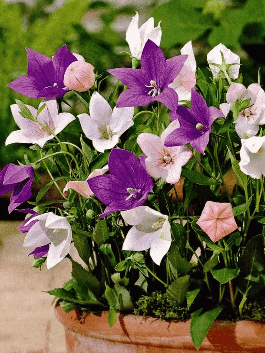 Платикодон Платикодон