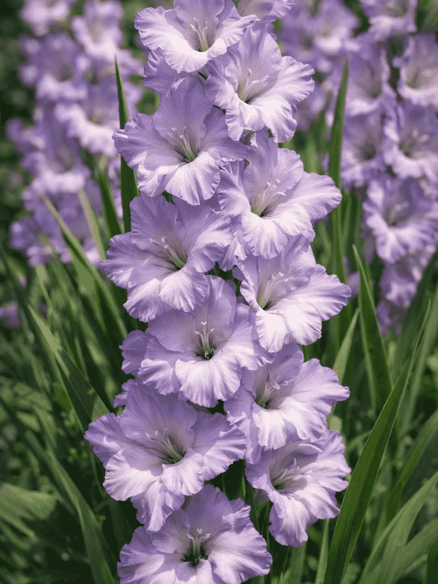 Гладиолус Sweet Blue