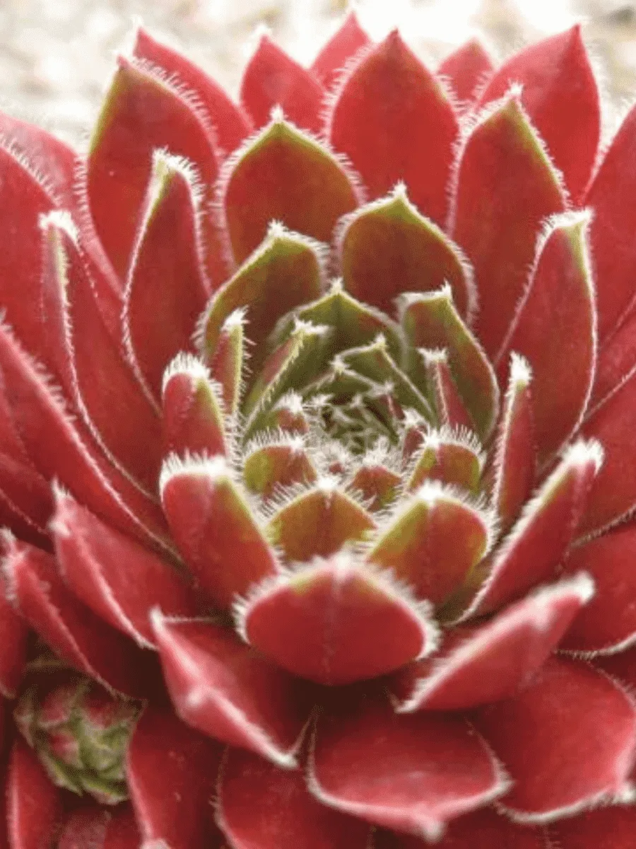 Молодило гибридное Tordeurs Memory