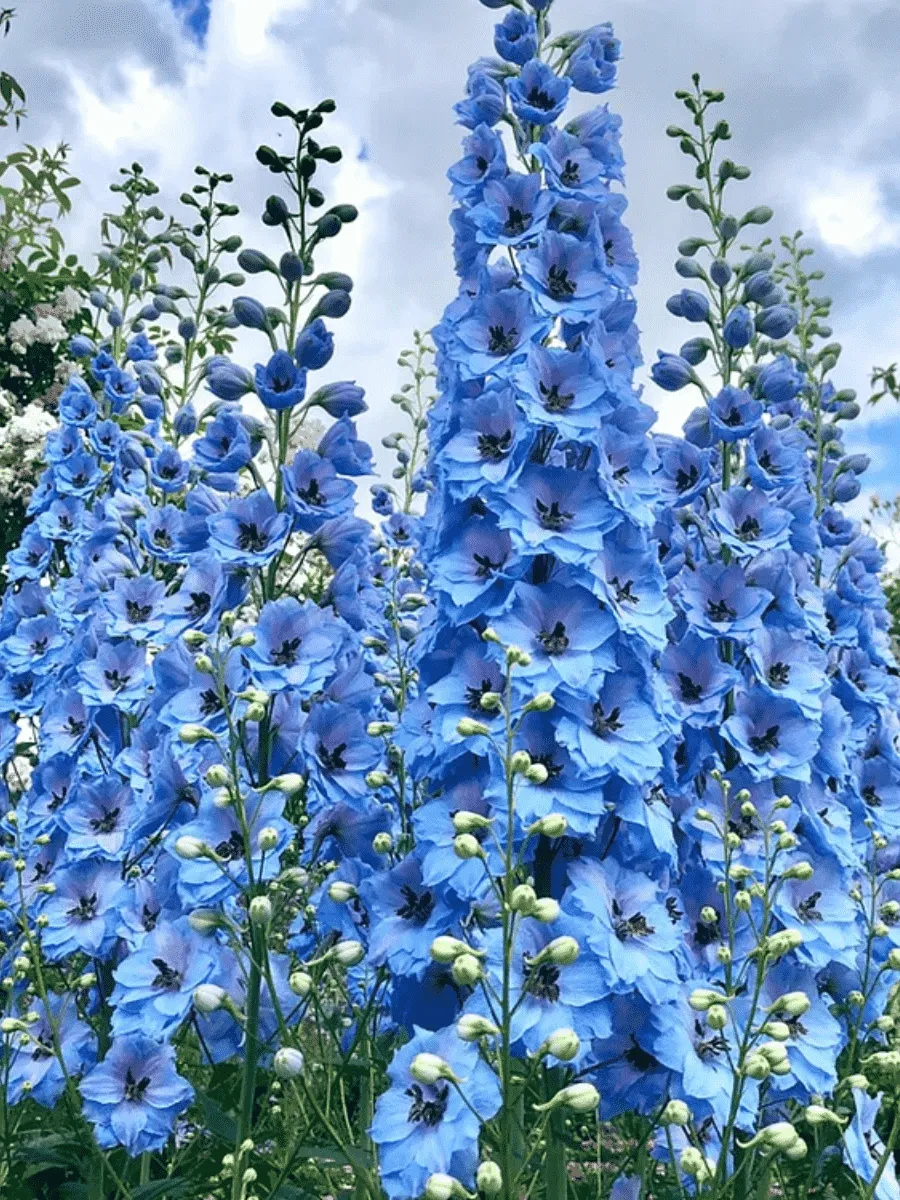 Дельфиниум культурный Delphinity Blue Дельфиниум культурный Delphinity Blue