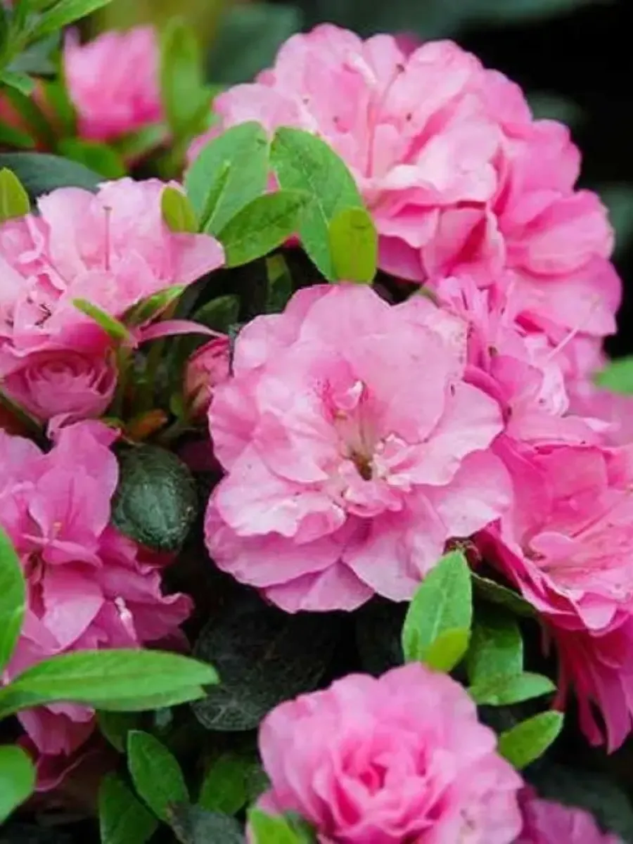 Азалия японская Rosinetta Азалия японская Rosinetta