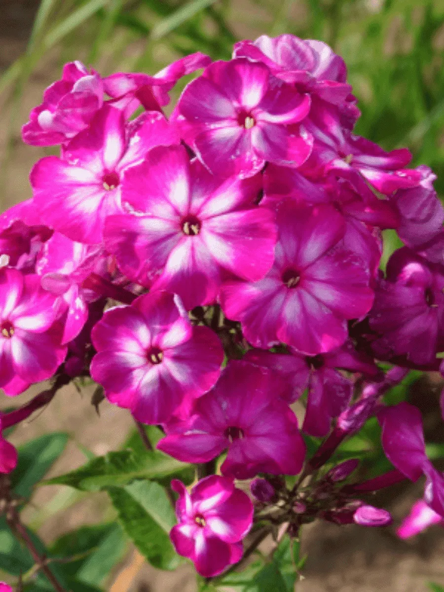 Флокс метельчатый Modern Art