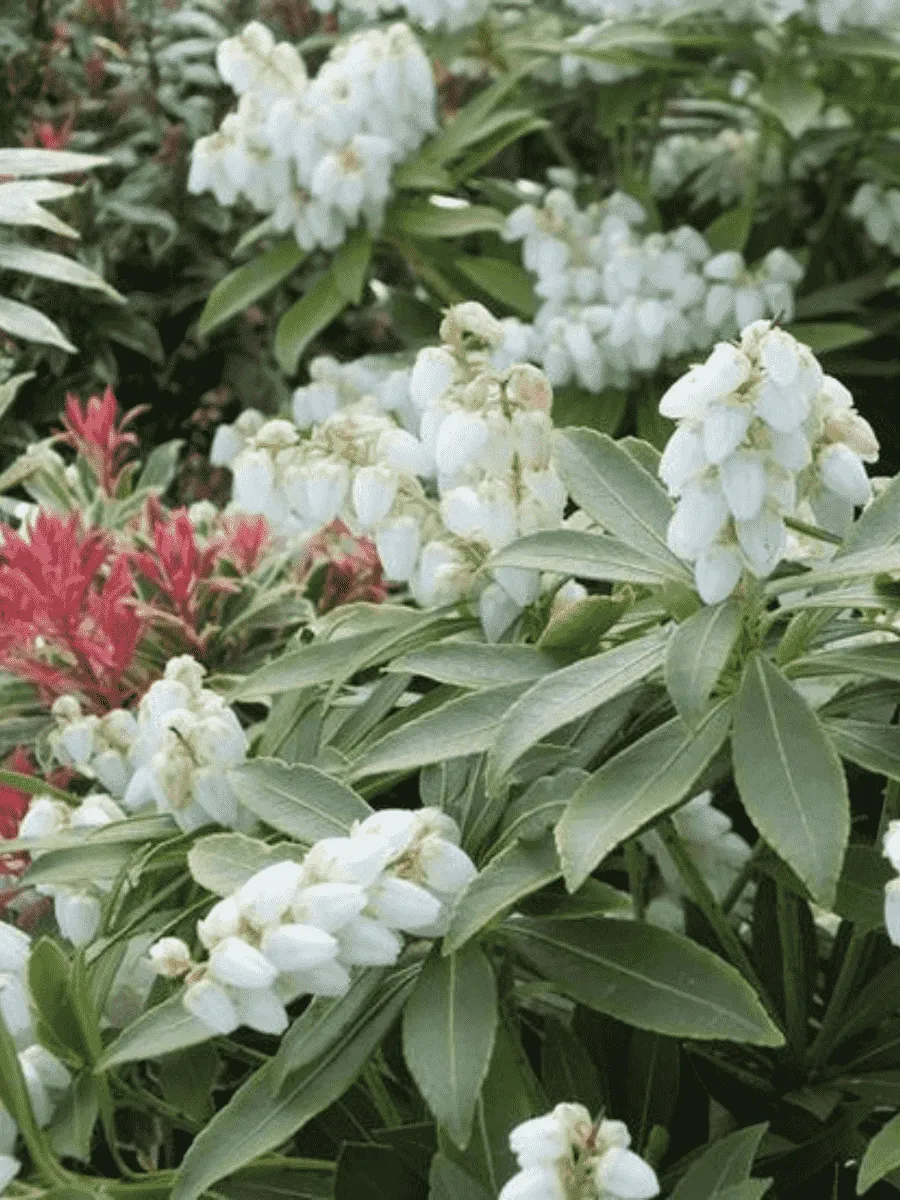 Пиерис японский Sarabande