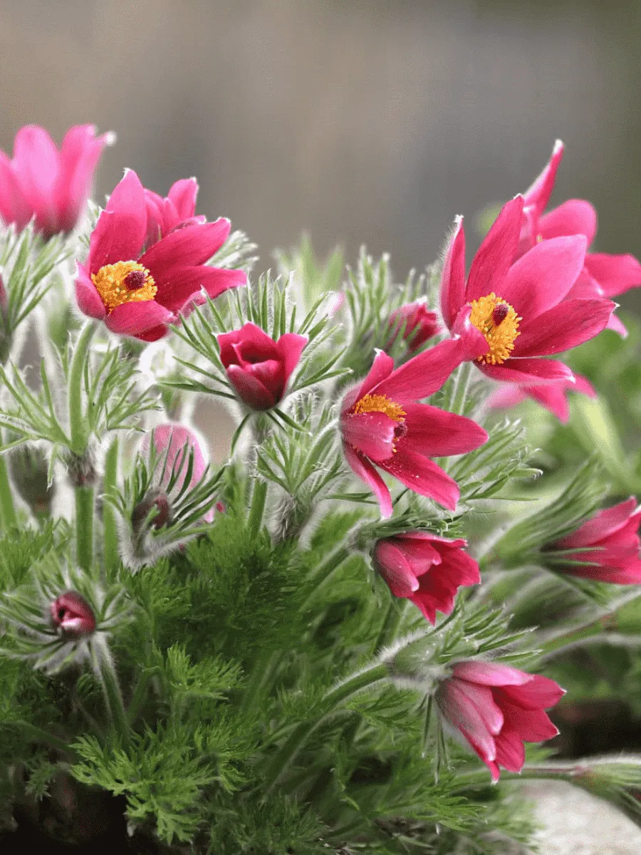 Прострел обыкновенный Rose Bells  Прострел обыкновенный Rose Bells