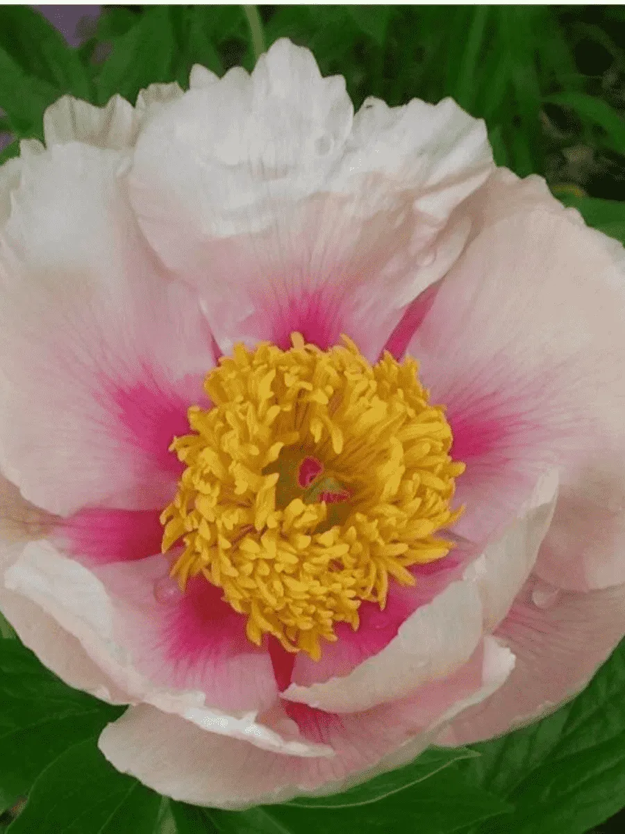 Пион Молочноцветковый Athena