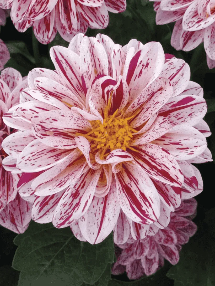 Георгин Dahlietta Select Paula