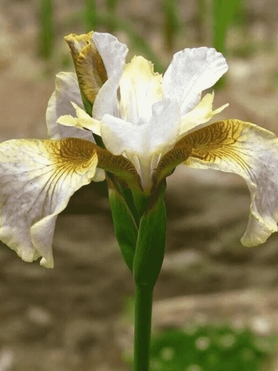 Ирис сибирский Sarah Tiffney