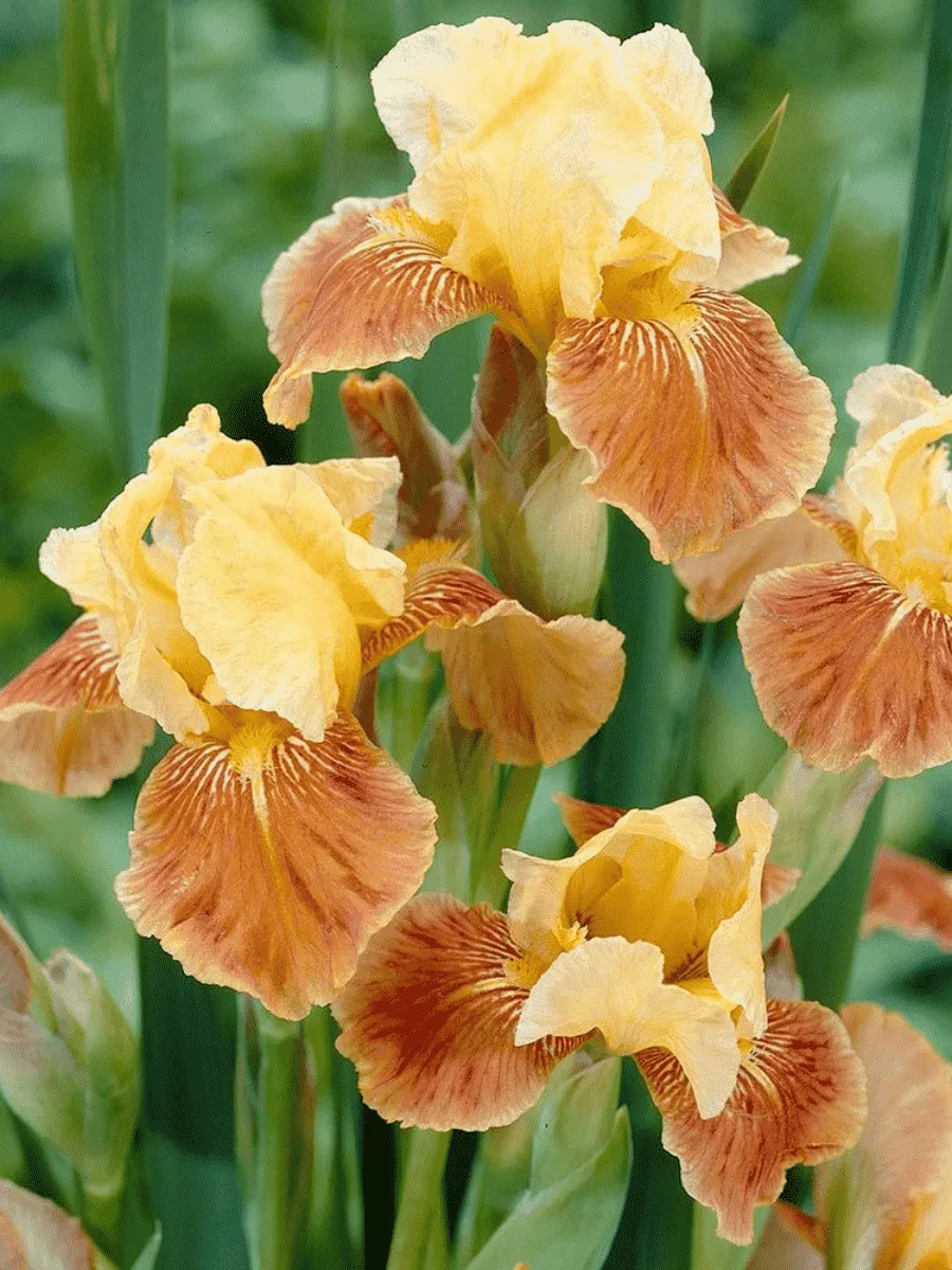 Ирис германский Golden Muffin