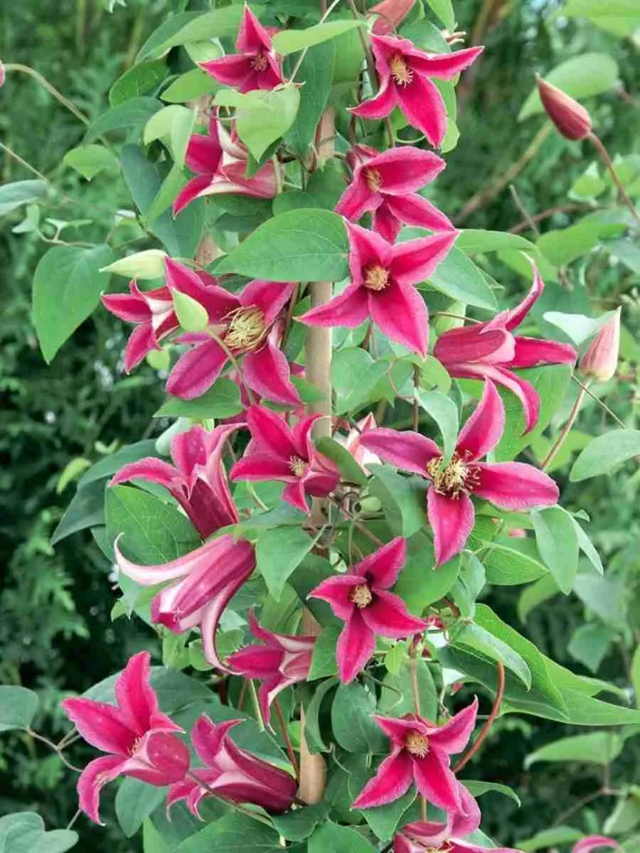 Клематис гибридный Princess Diana