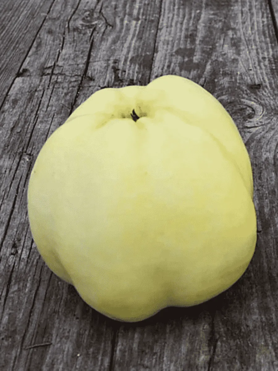 Яблоня Антоновка 600-граммовая