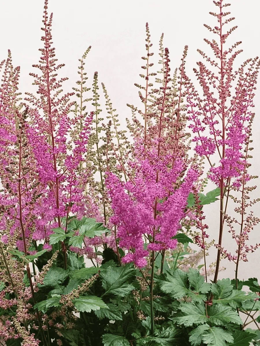 Астильба гибридная Mighty Phill