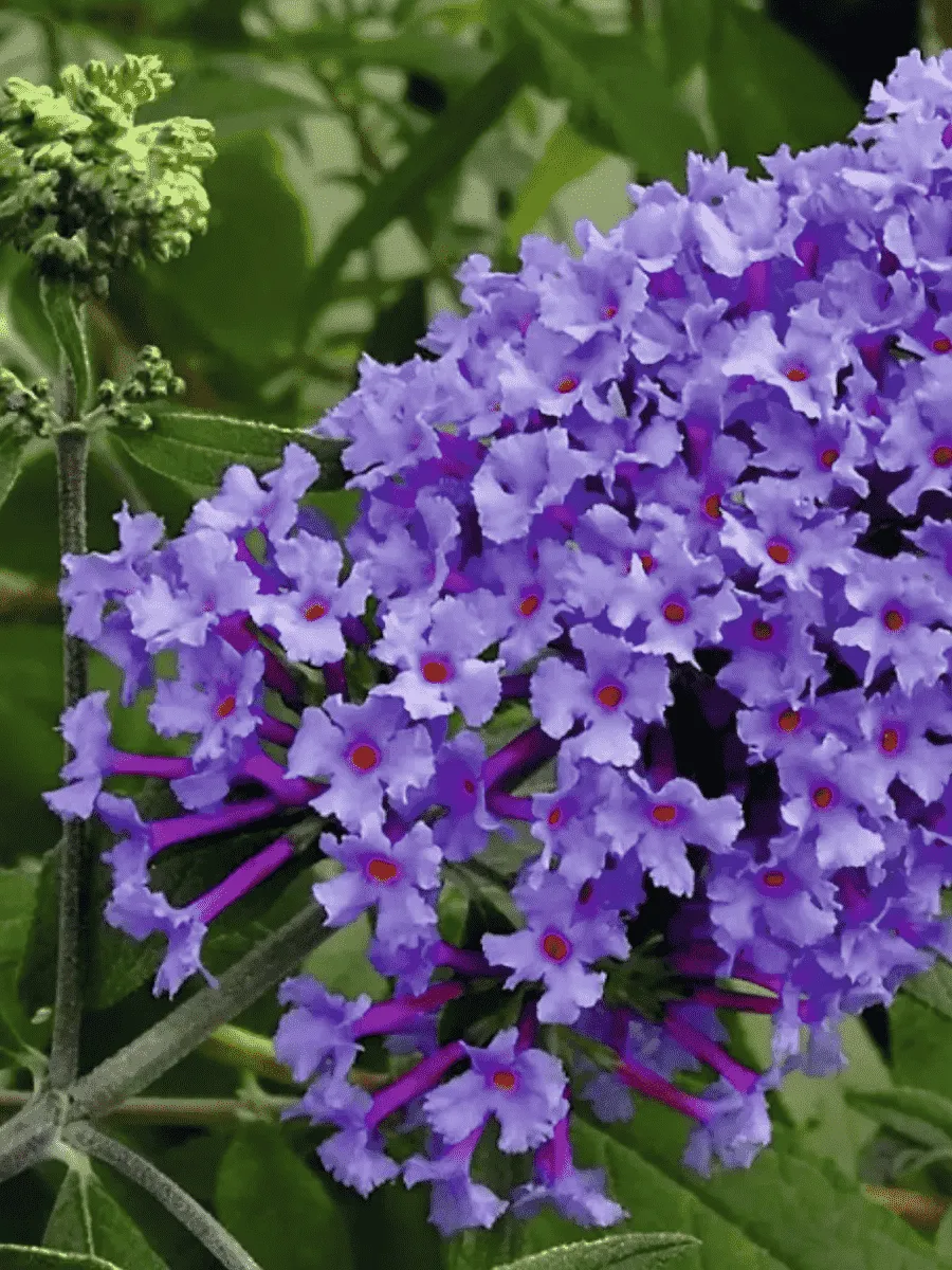 Буддлея давида Nanho Blue