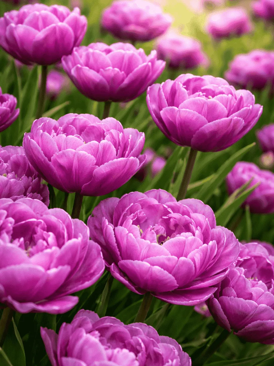 Тюльпан Махровый Lilac Perfection