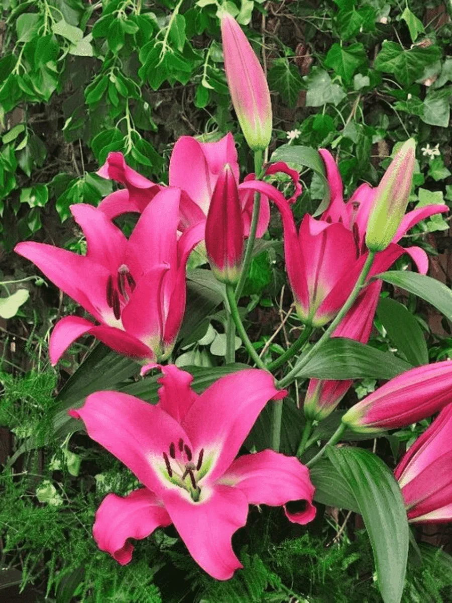 Лилия Competition