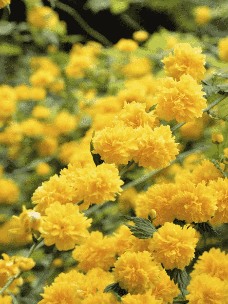 Керрия японская Pleniflora