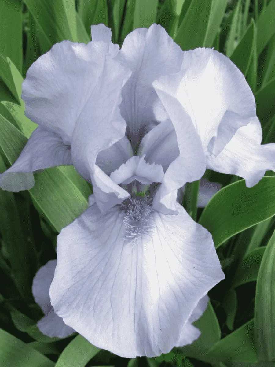 Ирис германский Az Ap