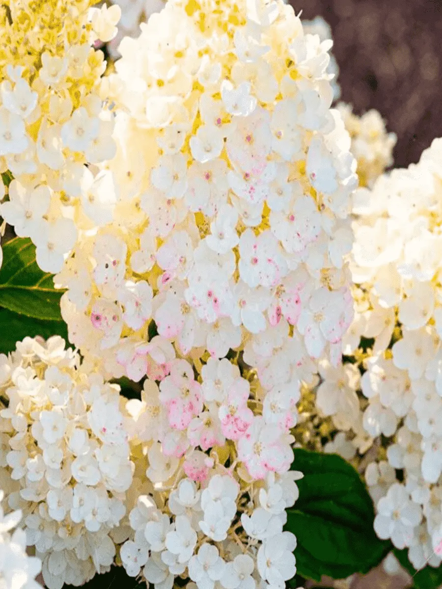 Гортензия метельчатая Little Blossom