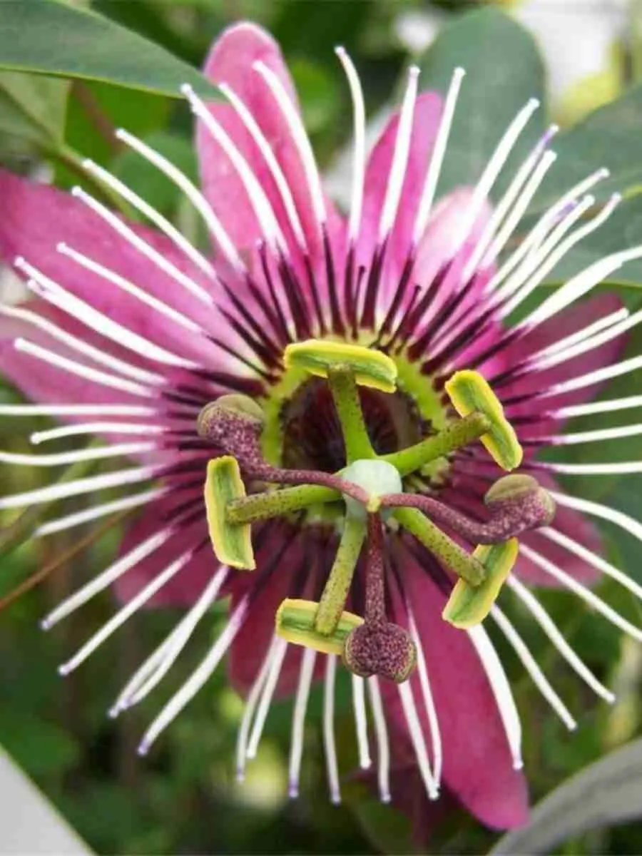 Маракуйя съедобная Victoria