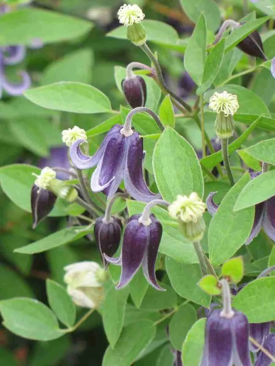 Клематис Fascination