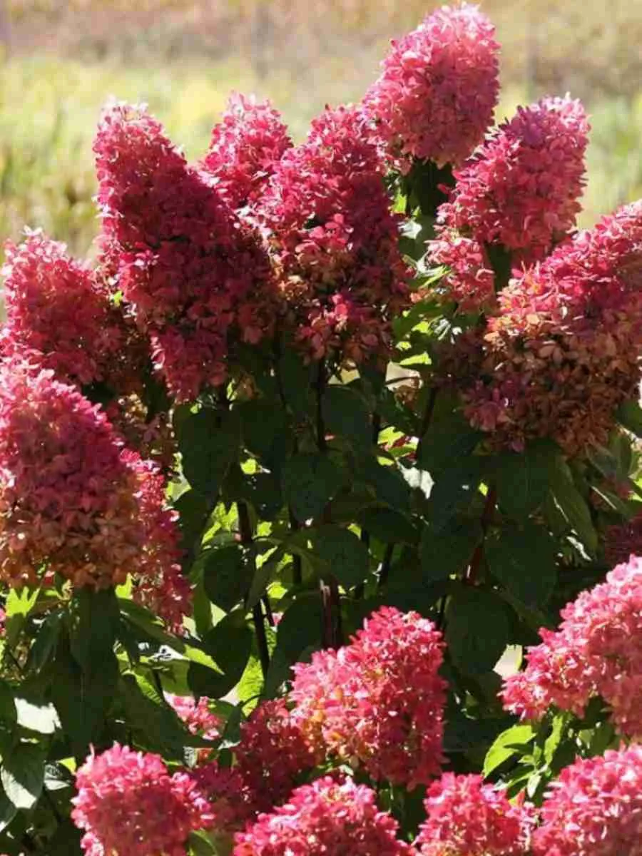 Гортензия метельчатая Dolly