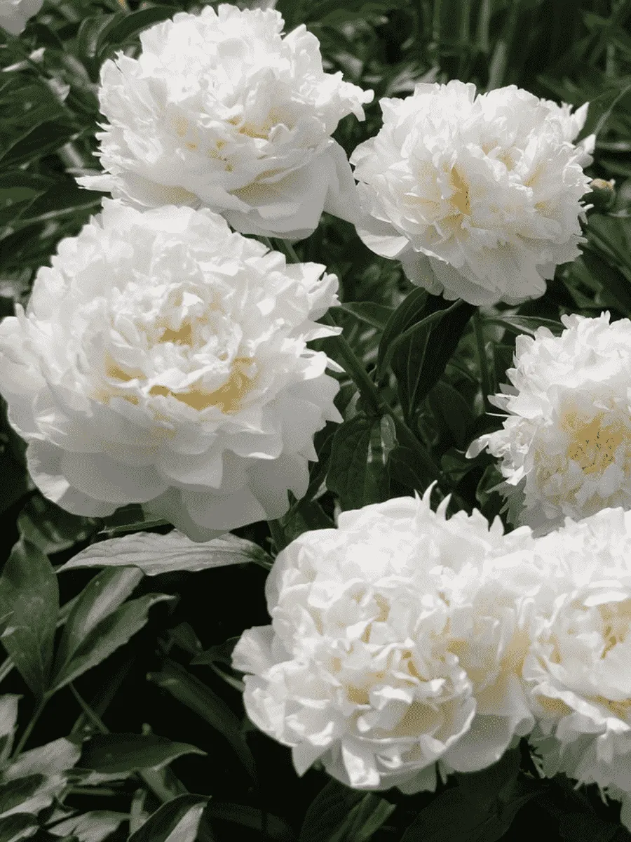 Пион Молочноцветковый Henry Sass