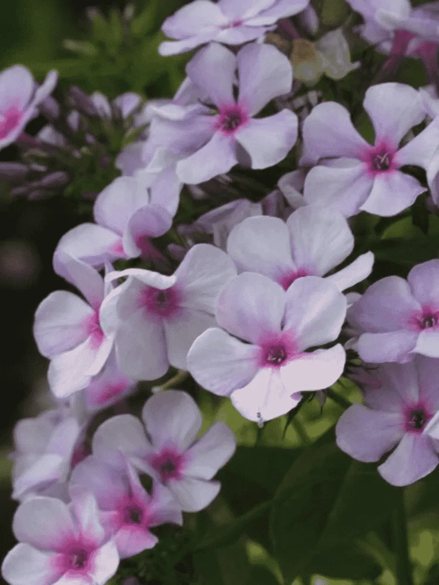 Флокс метельчатый Чароитовая крошка