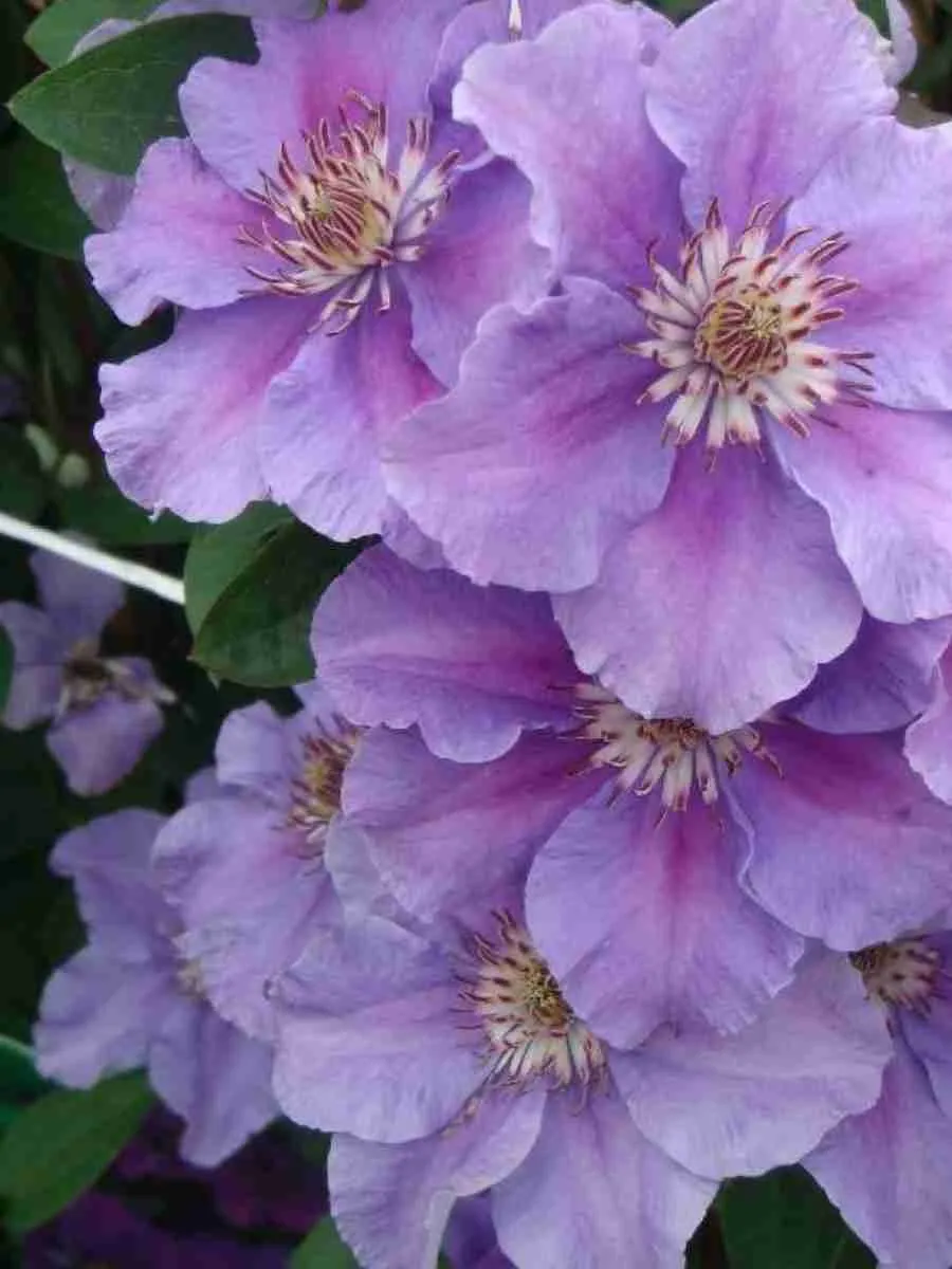 Клематис гибридный Ashva