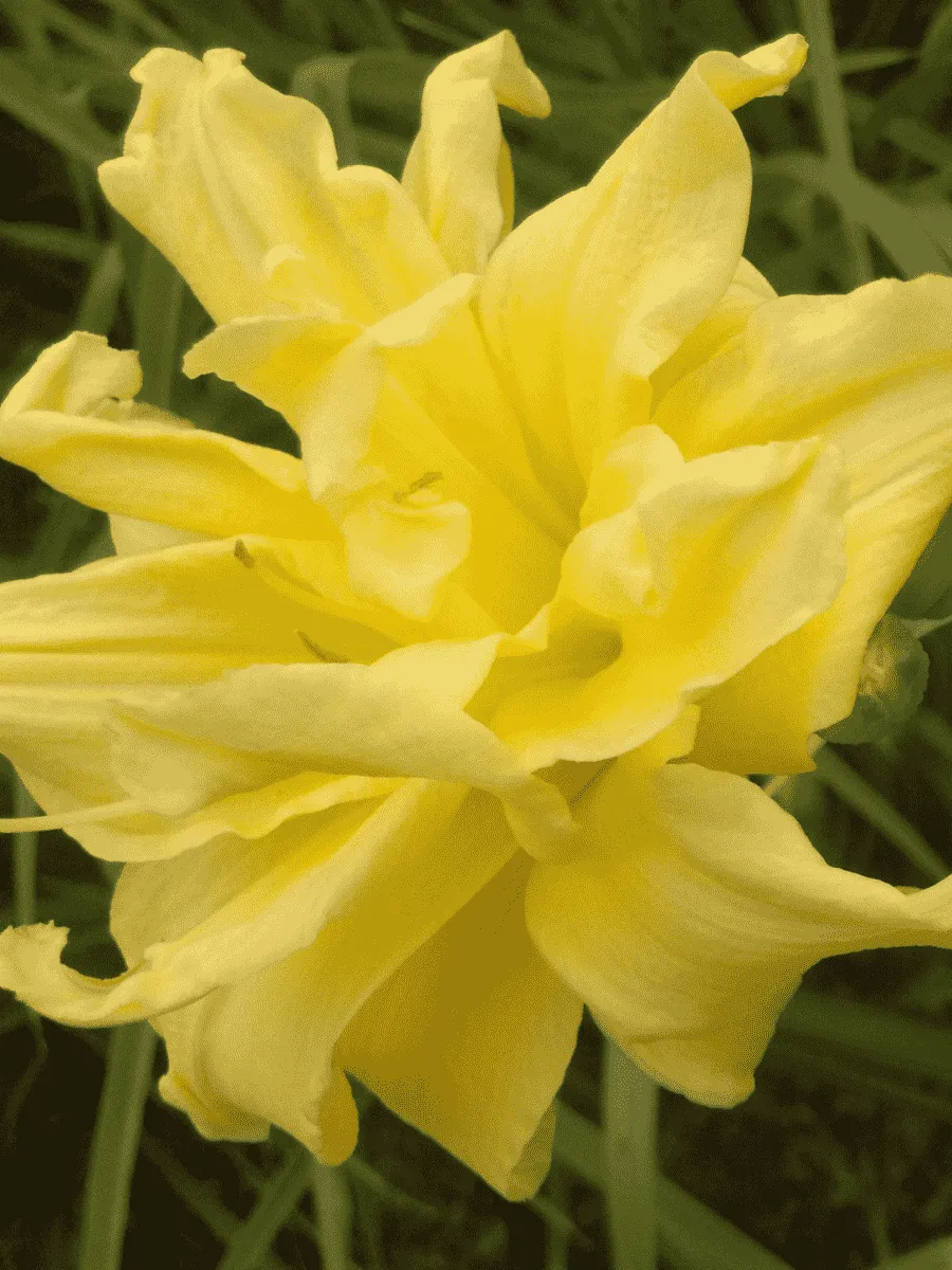 Лилейник гибридный Double River Wye