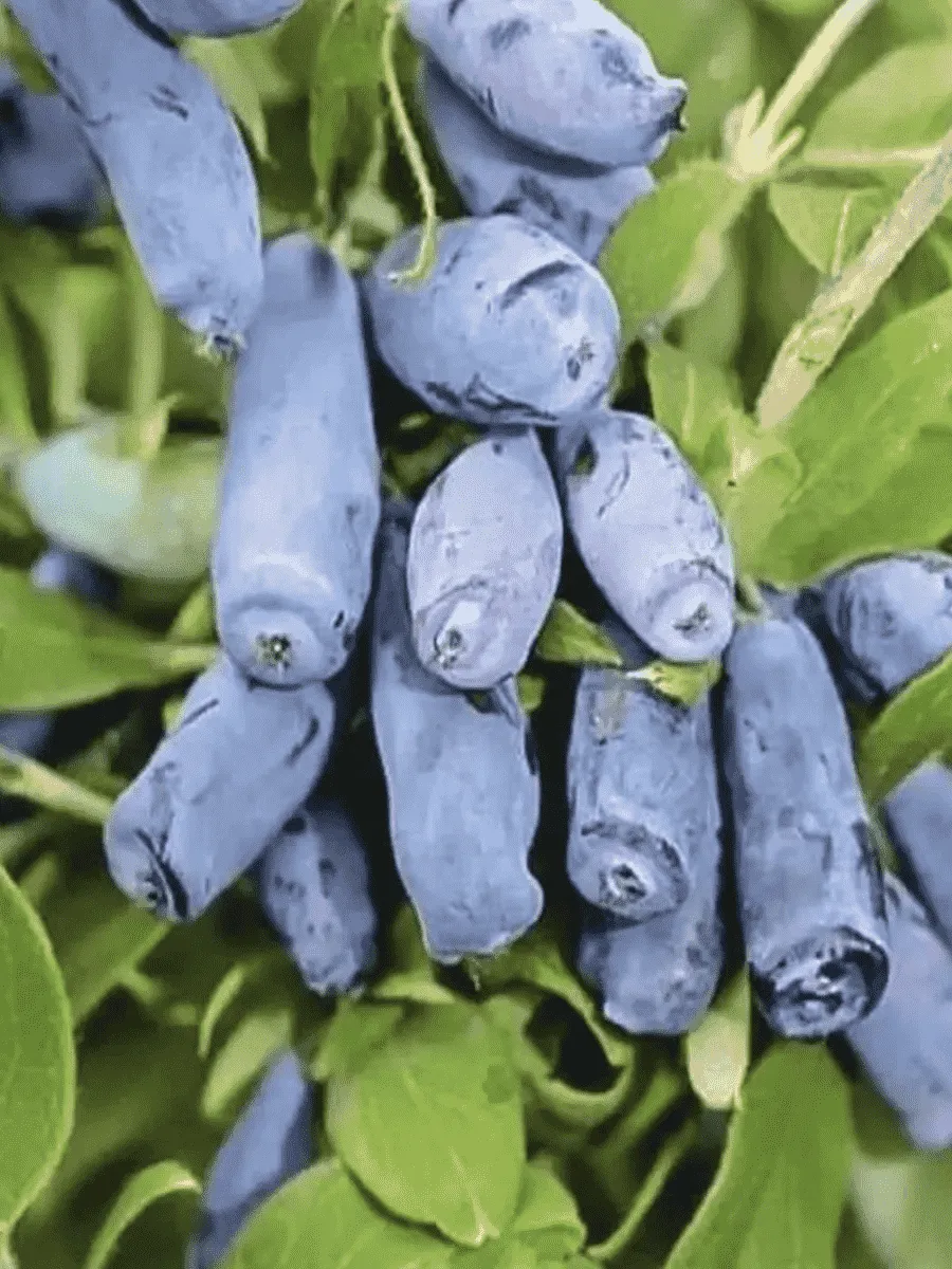 Жимолость Камчадалка Жимолость Камчадалка