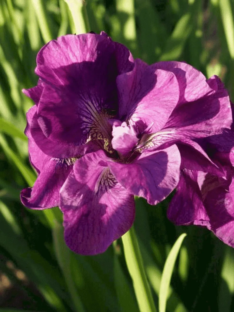 Ирис сибирский Bundle of Joy