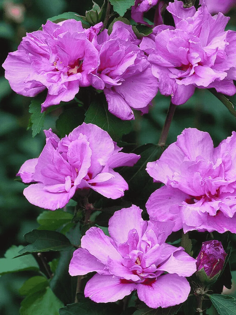 Гибискус Сирийский Ardens