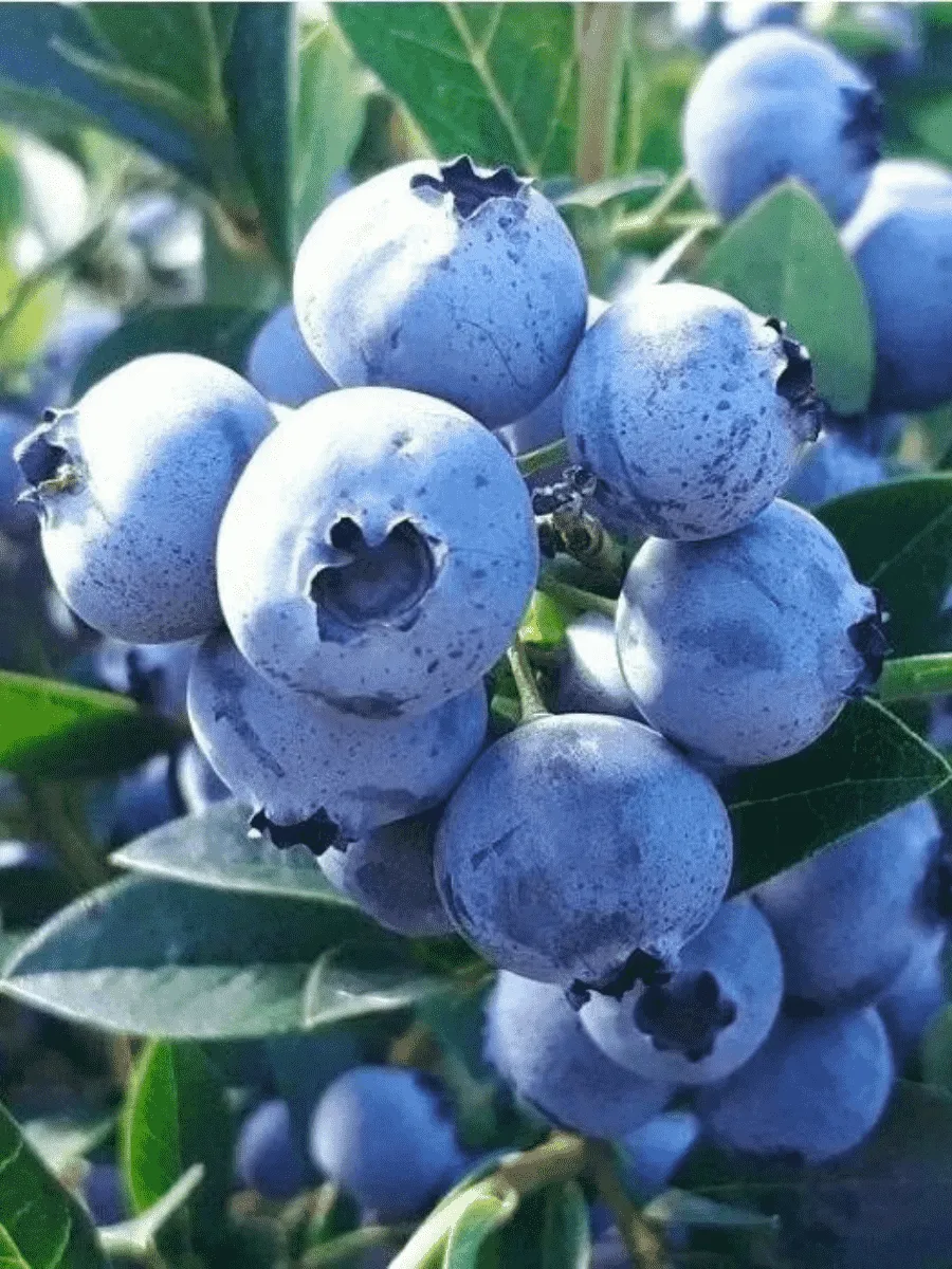 Голубика высокорослая Sunshine Blue Голубика высокорослая Sunshine Blue
